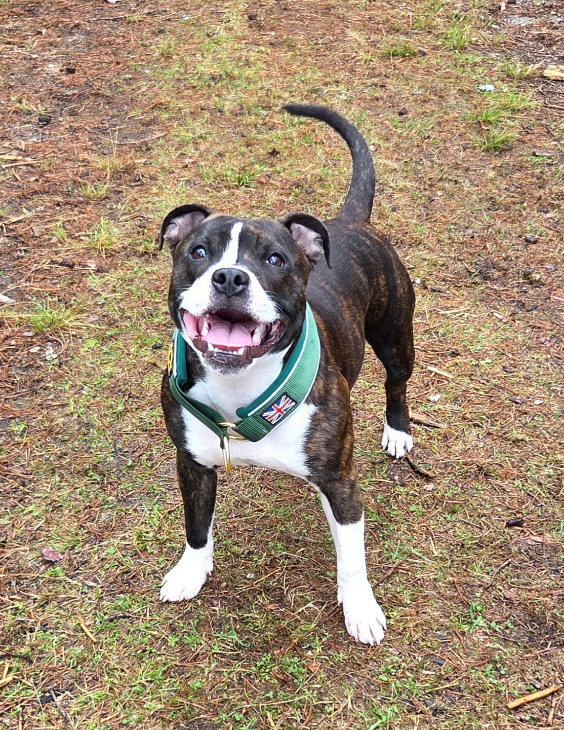 Customer photo review of Staffordshire Bull Terrier 1935® Martingale Collar - Pine