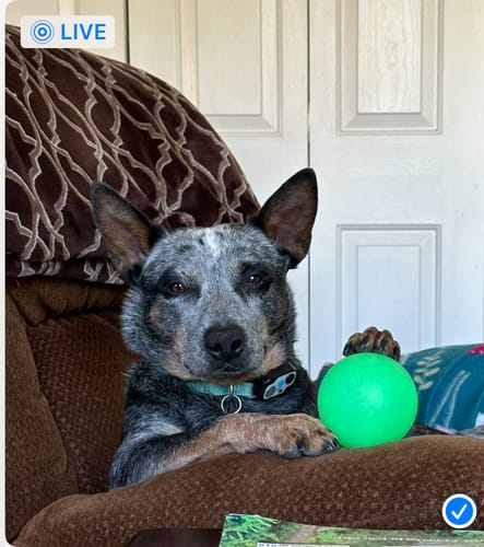 Customer photo review of Fetch & Glow Balls