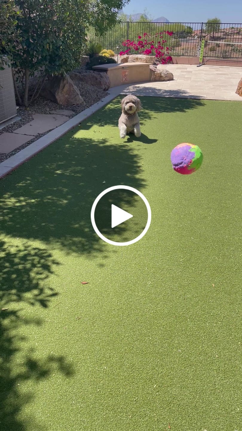 Customer video review of WUNDERball - Best Fetch Toy