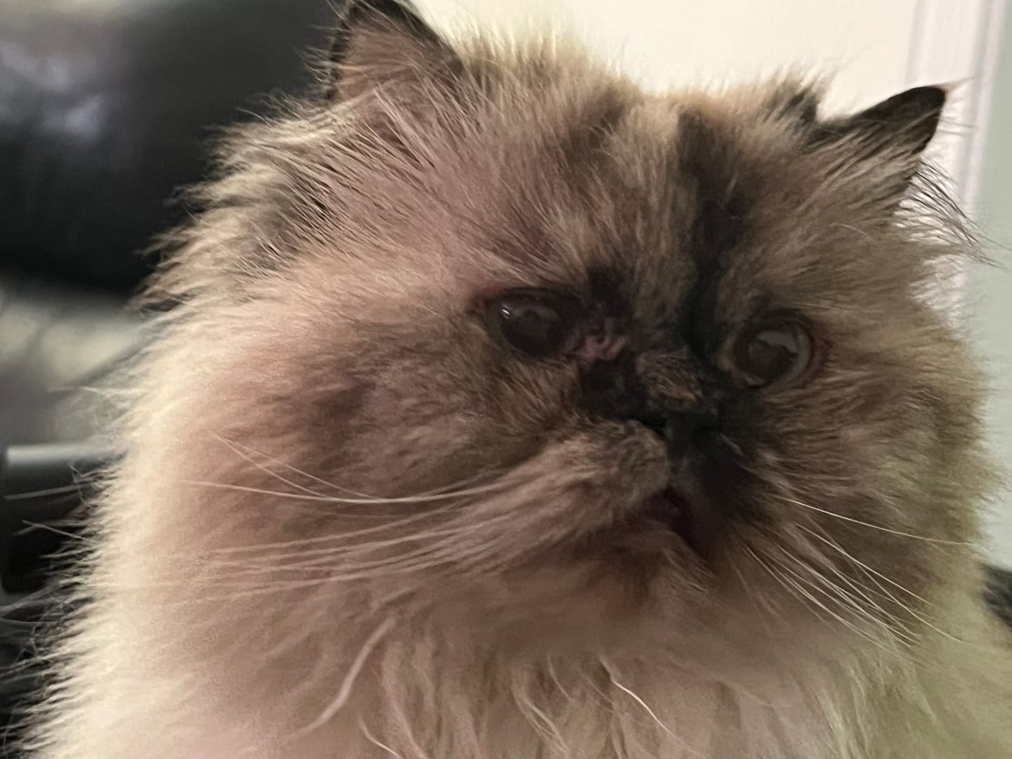 Customer photo review of Cat Dental Care & Bad Breath Remedy