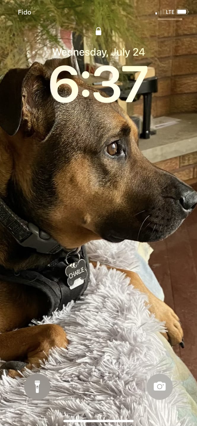 Customer photo review of 6 Inch Standard Braided Bully Stick