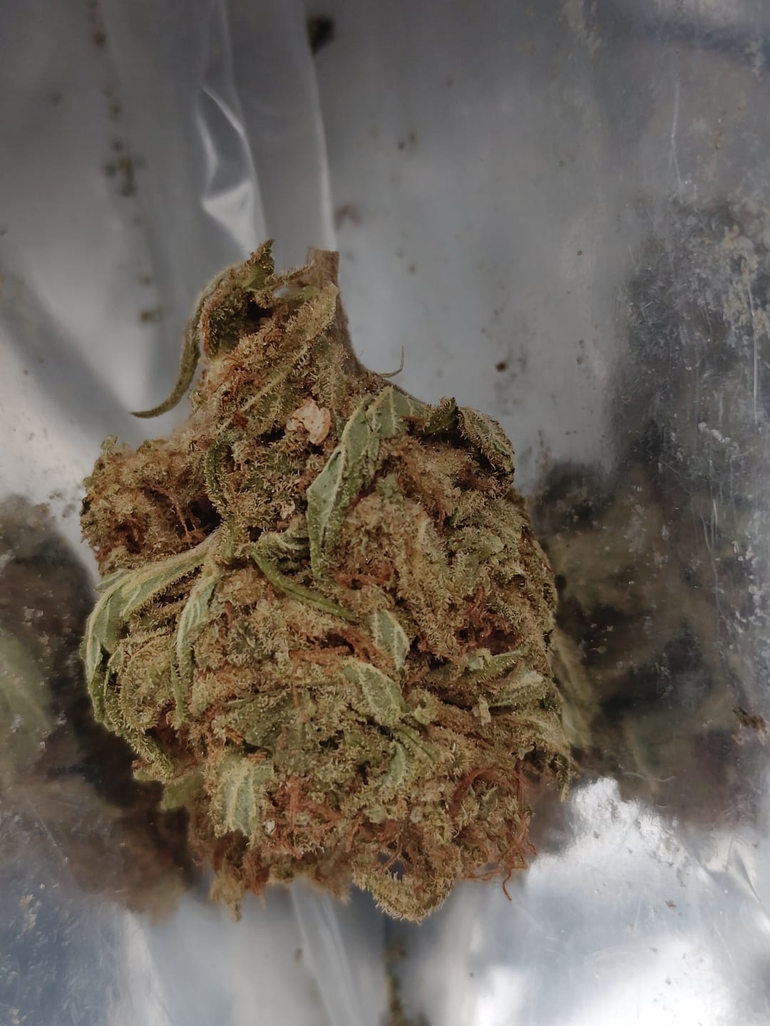 Customer photo review of Pure Michigan Greenhouse THCA