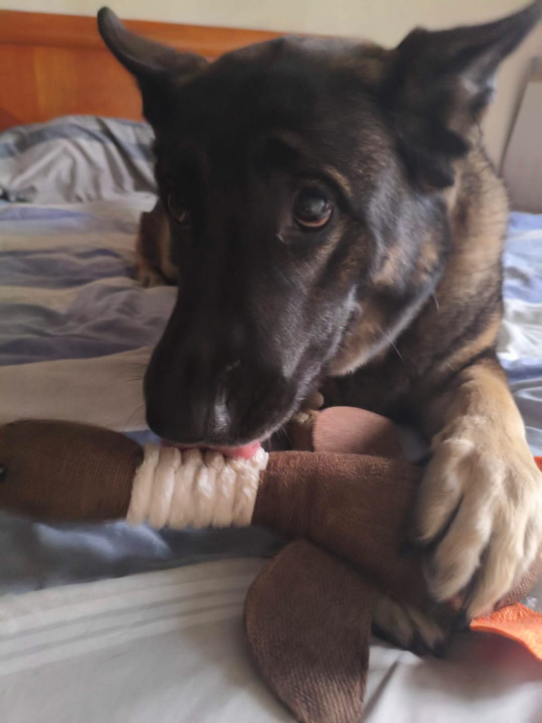 Customer photo review of CT9277 1 Pieza De Juguete De Peluche Con Diseño De Pato Para Mascota