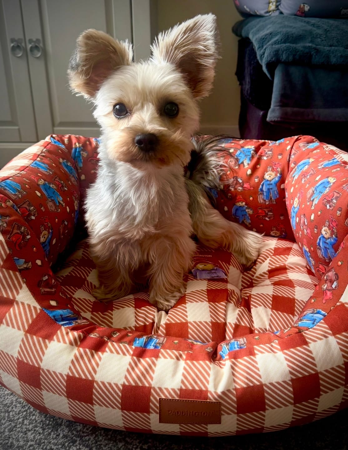 Customer photo review of Dog Bed - Paddington™