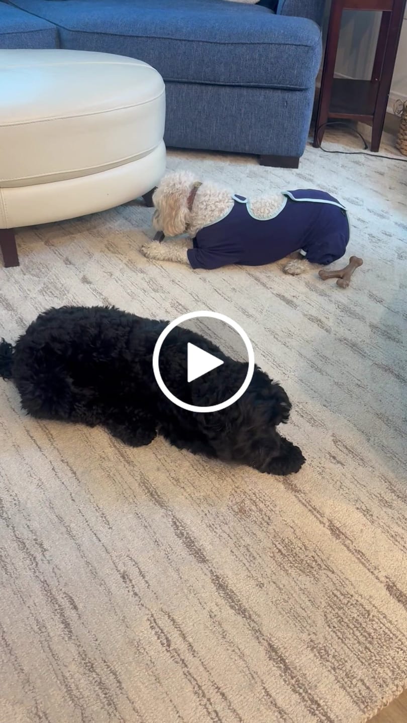 Customer video review of Coconut Yak Chews