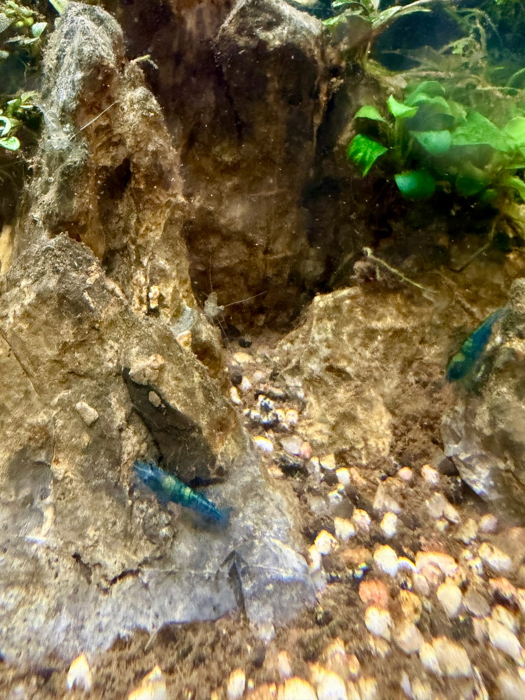 Customer photo review of Blue Velvet Shrimp