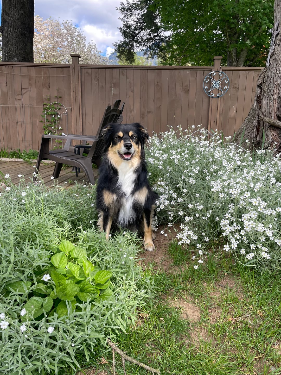 Customer photo review of 6 Inch Standard Bully Stick