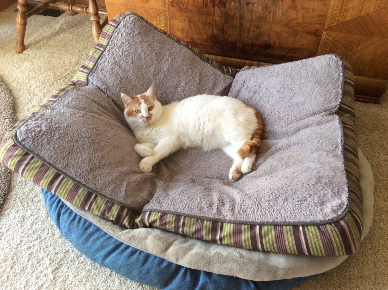 Customer photo review of Royal Canin Veterinarian Diet - Urinary SO Aging 7+ Calm Cat