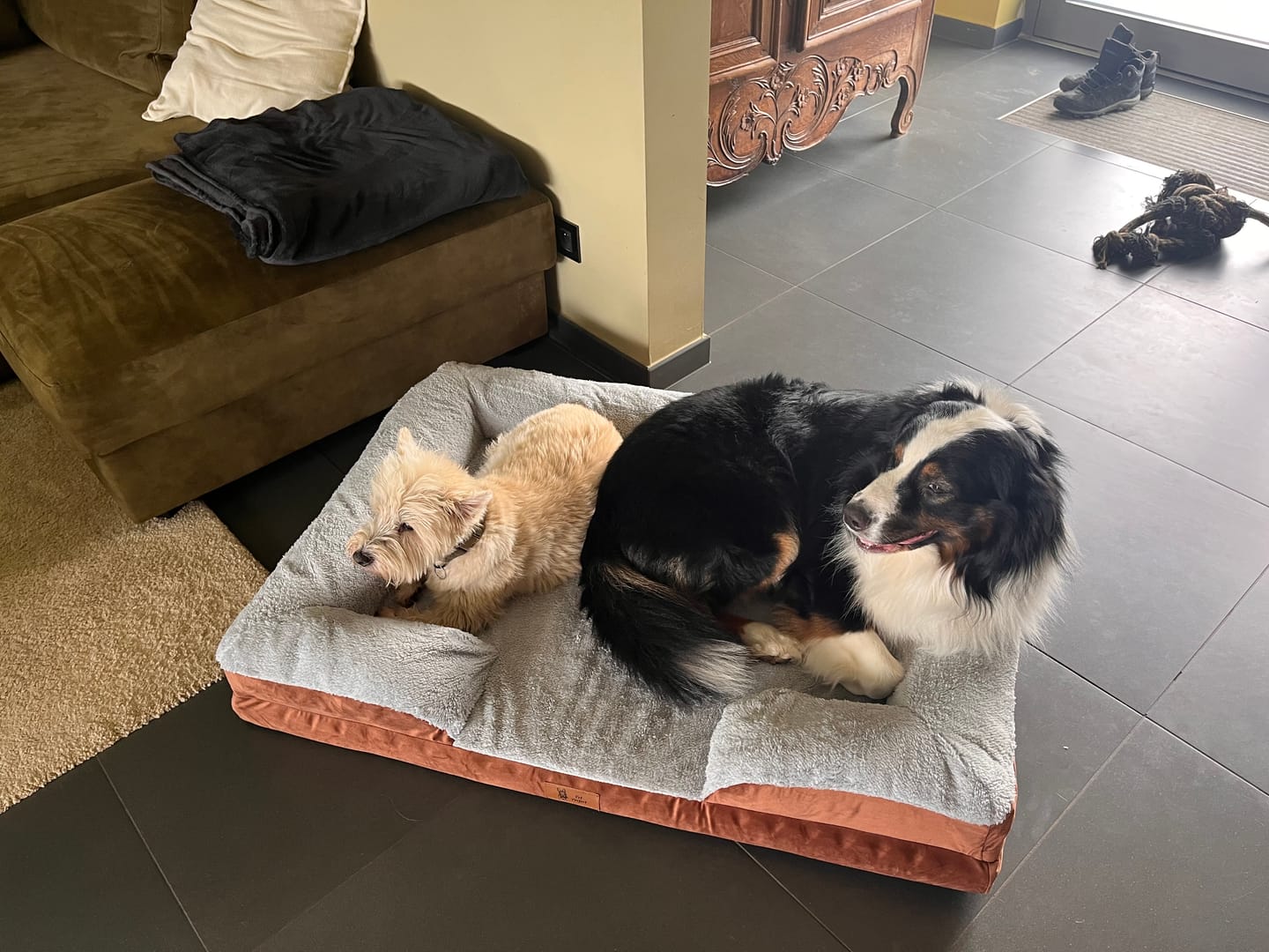 Customer photo review of Pet Perfect Orthopedische Hondenmand - Model 3