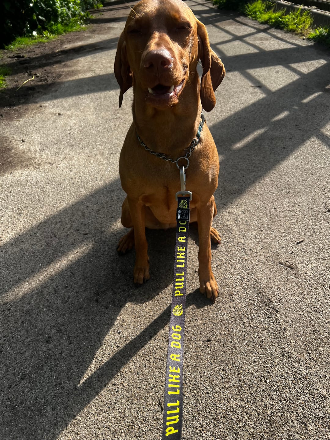 Customer photo review of Madra x The Scratch - Handsfree Leash