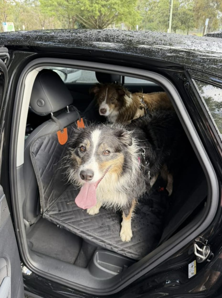 Customer photo review of Marlo&Co™ Dog Seat Cover