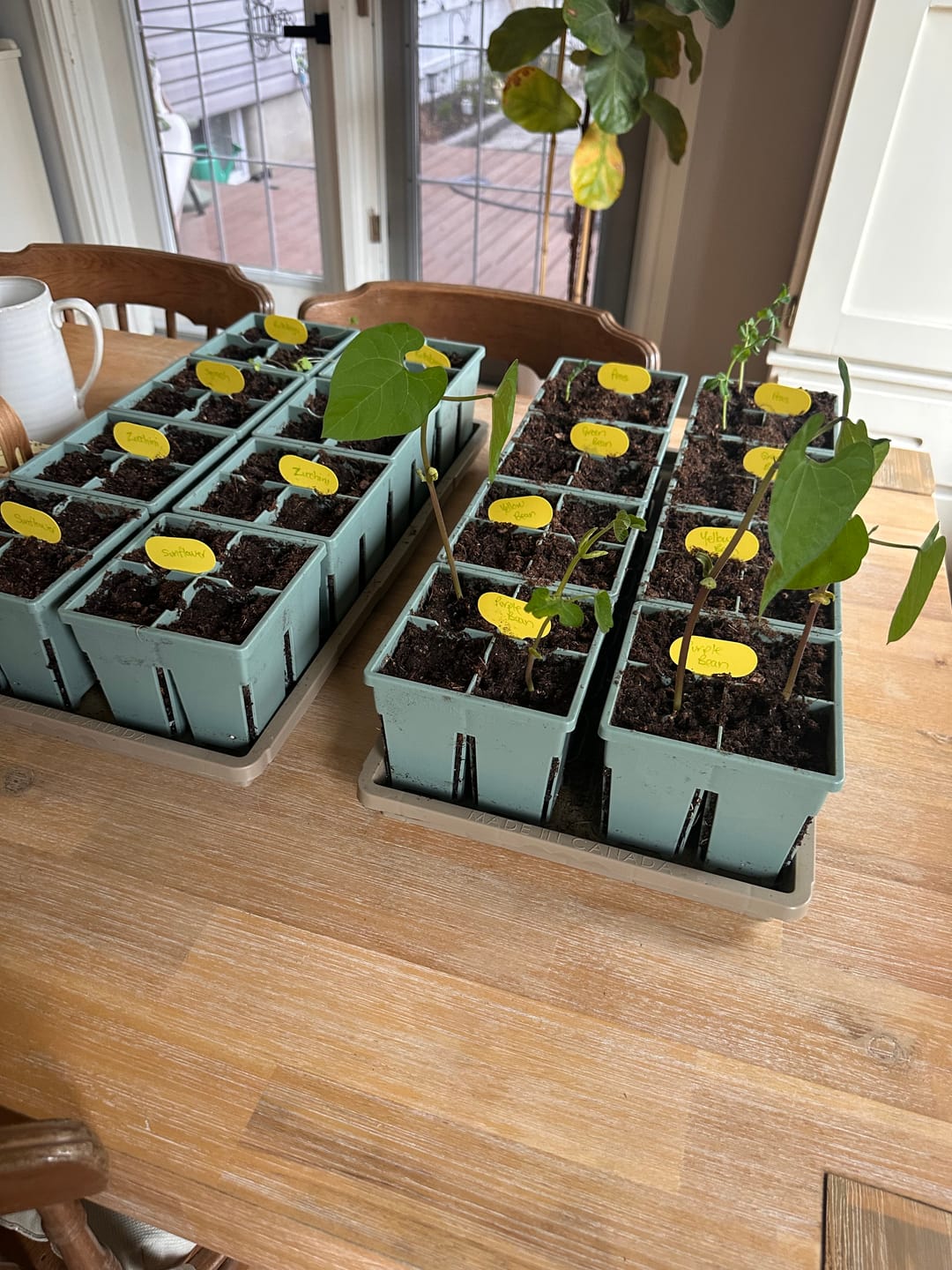 Customer photo review of 4-Cell Seed Starter Set