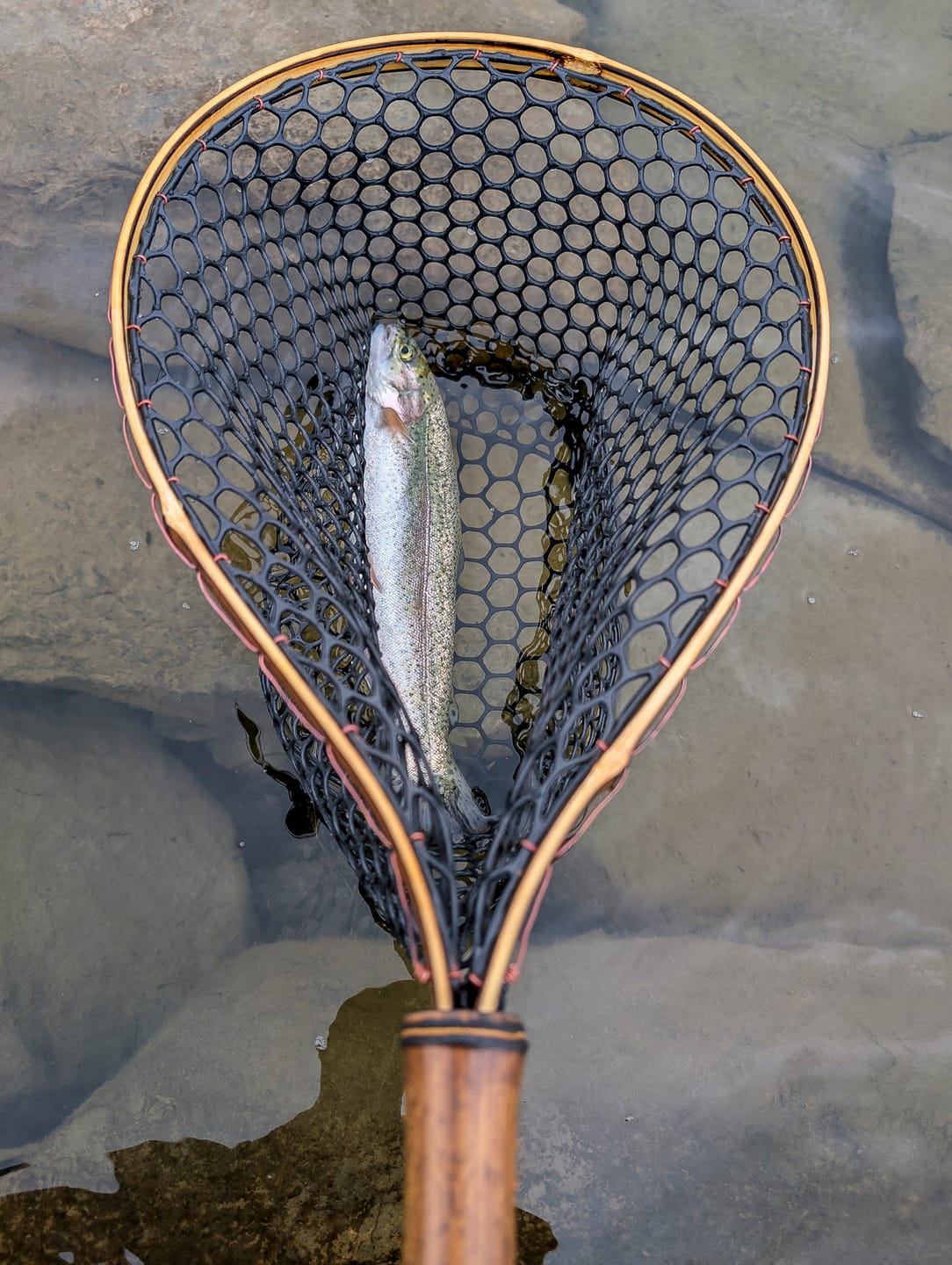 Customer photo review of The Pocket Water