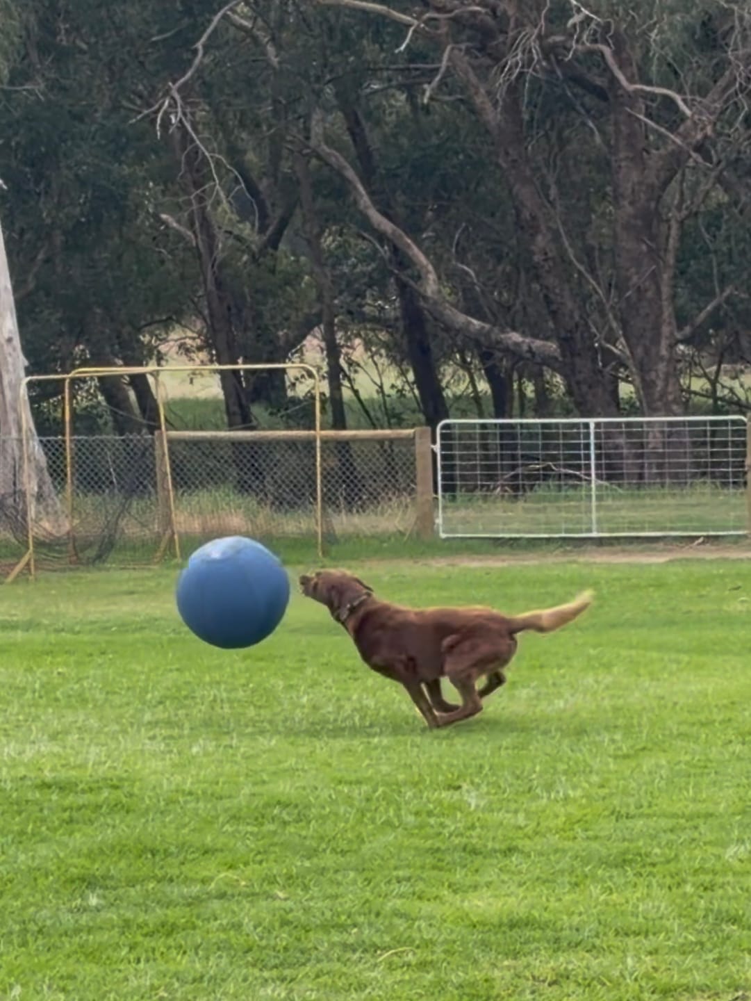 Customer photo review of Herding Ball