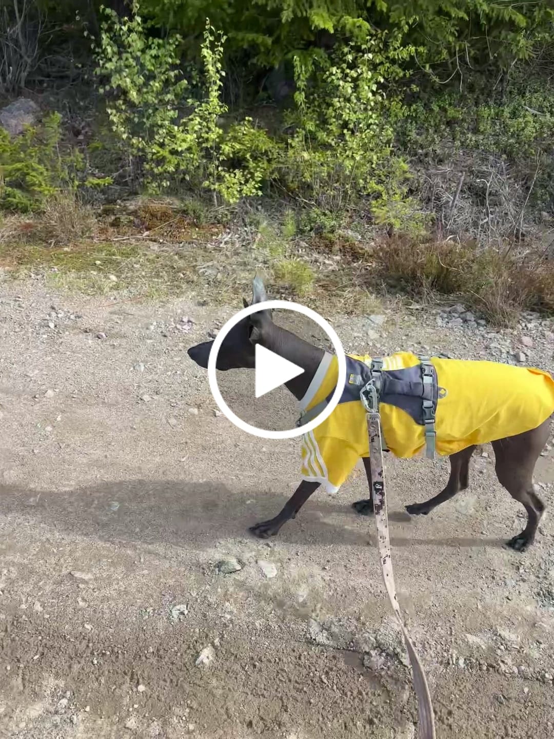Customer video review of Walk Leash Camo Beige - Säkert nylonkoppel i olika längder