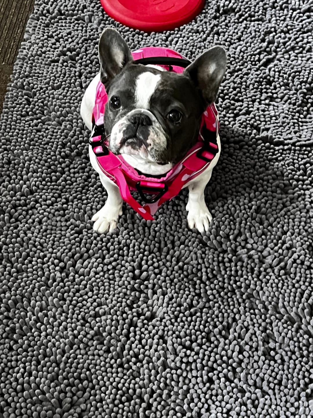 Customer photo review of NEW Upgraded Tactical No-Pull Team K9™ Dog Harness with 4 Quick-Release Metal Buckles, Reinforced Front & Back V-Rings, Hook & Loop Panels, Adjustable Straps, Reflective Strips, & Top Handle