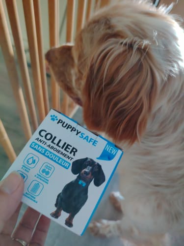 Un client montre la boîte du collier anti-aboiement PuppySafe à son chien de couleur fauve.