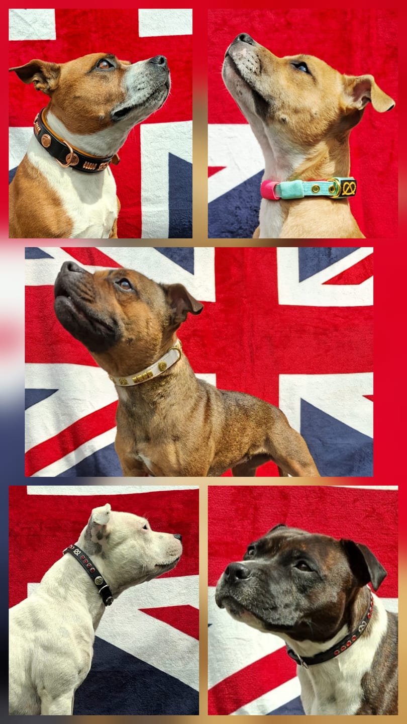 Customer photo review of Staffordshire Bull Terrier 1935® Puppy Collar & Leash Set - Mint & Neon Pink with Gold - Limited Edition