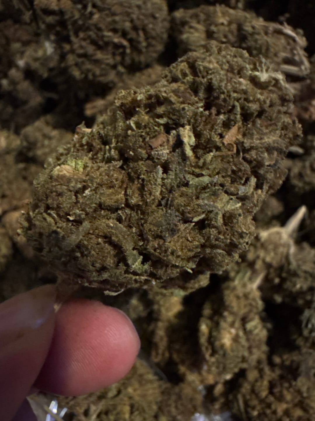 Customer photo review of Acapulco Gold - Bulk - Sativa