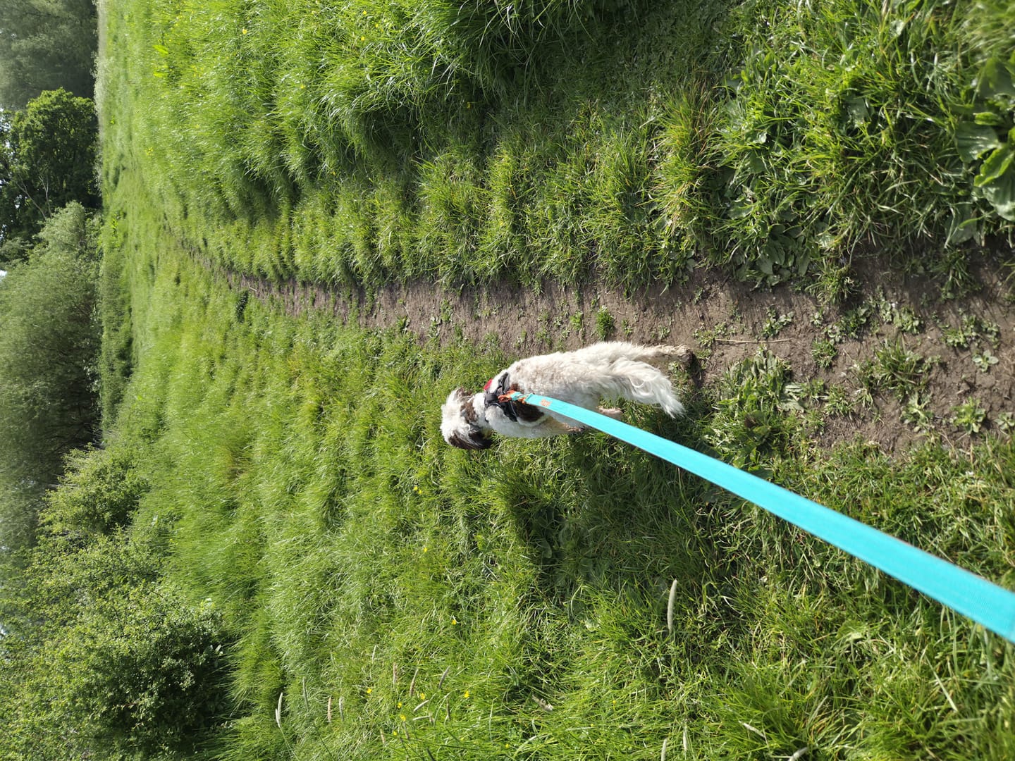 Customer photo review of 1.4m Lighter Swivel Combat Lead | Anti-Tangle & Secure Clip - Turquoise x Orange