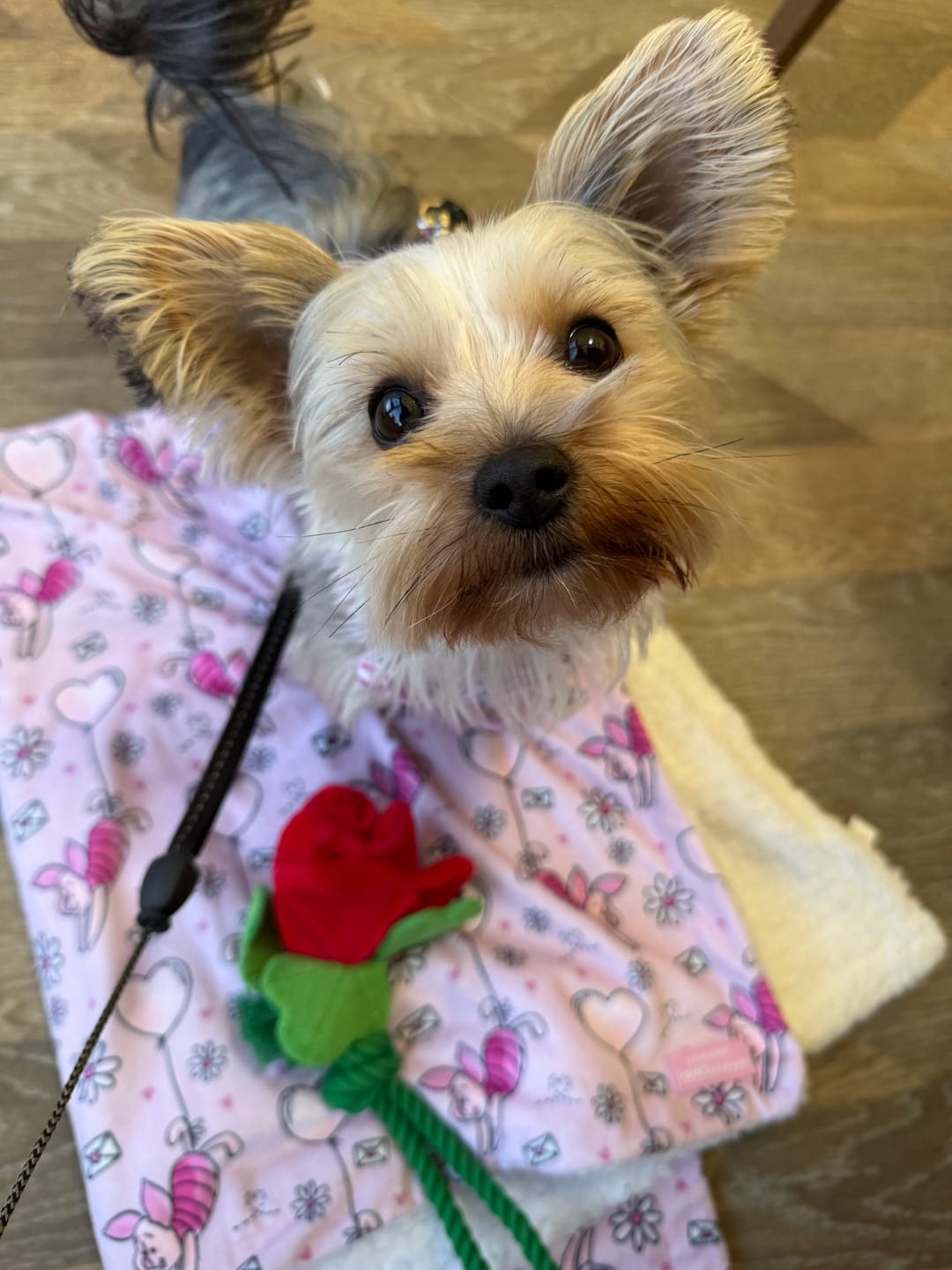 Customer photo review of Disney© Tough Trails™ Harness - Piglet