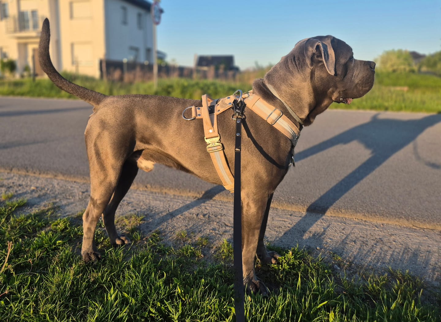 Customer photo review of Szelki z szybką klamrą - Easy Walk Extreme Safe Beżowa