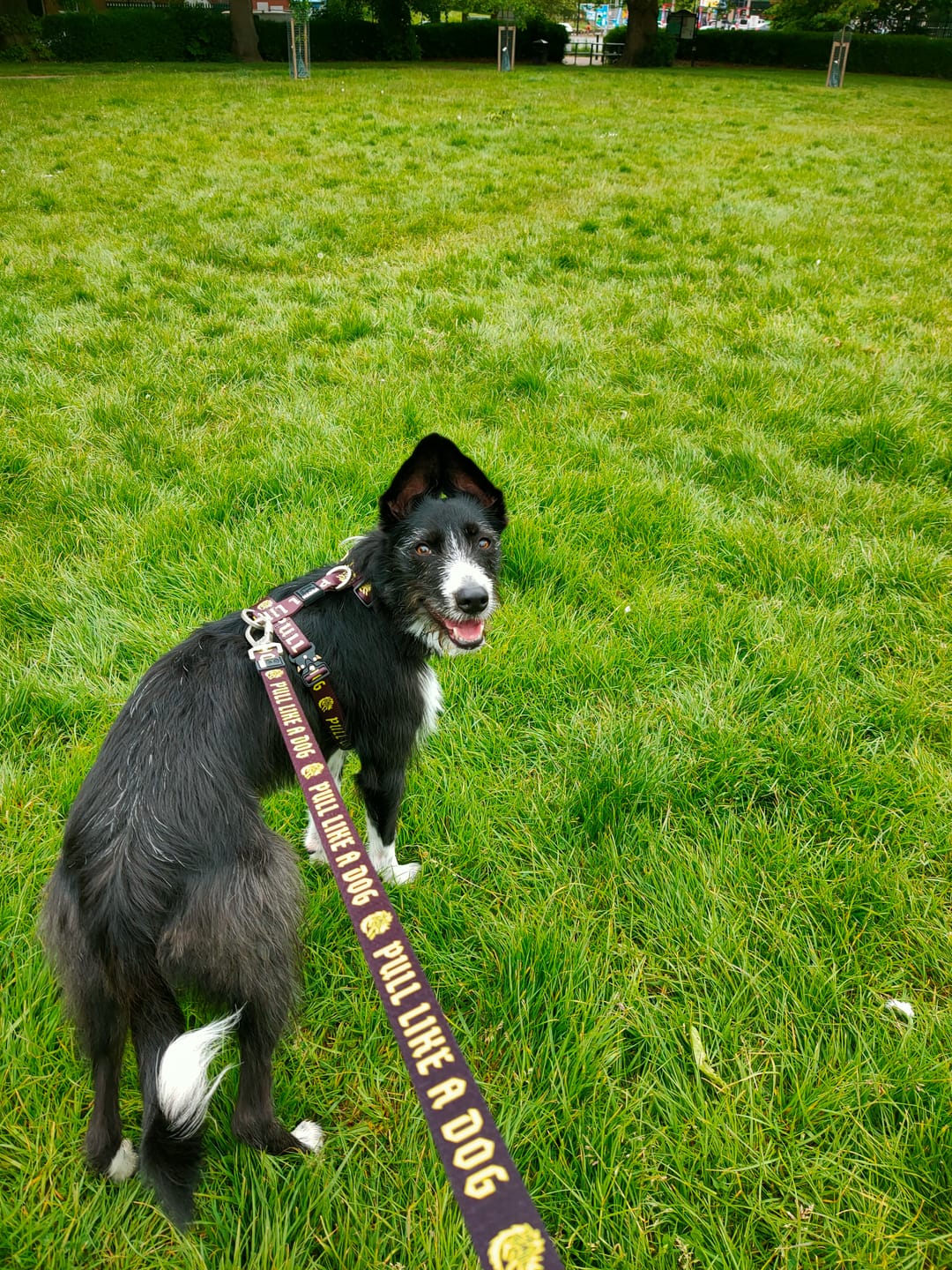 Customer photo review of Madra x The Scratch - Leash