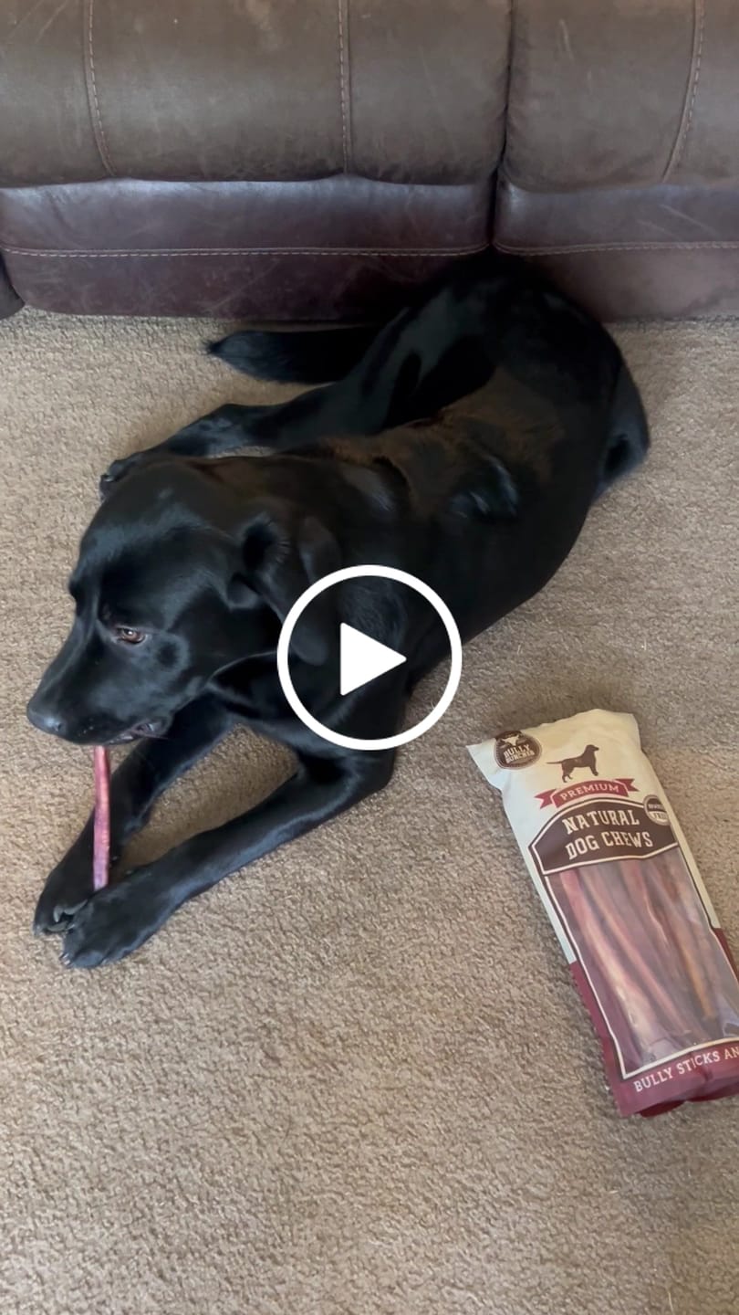 Customer video review of 12 Inch Monster Bully Stick