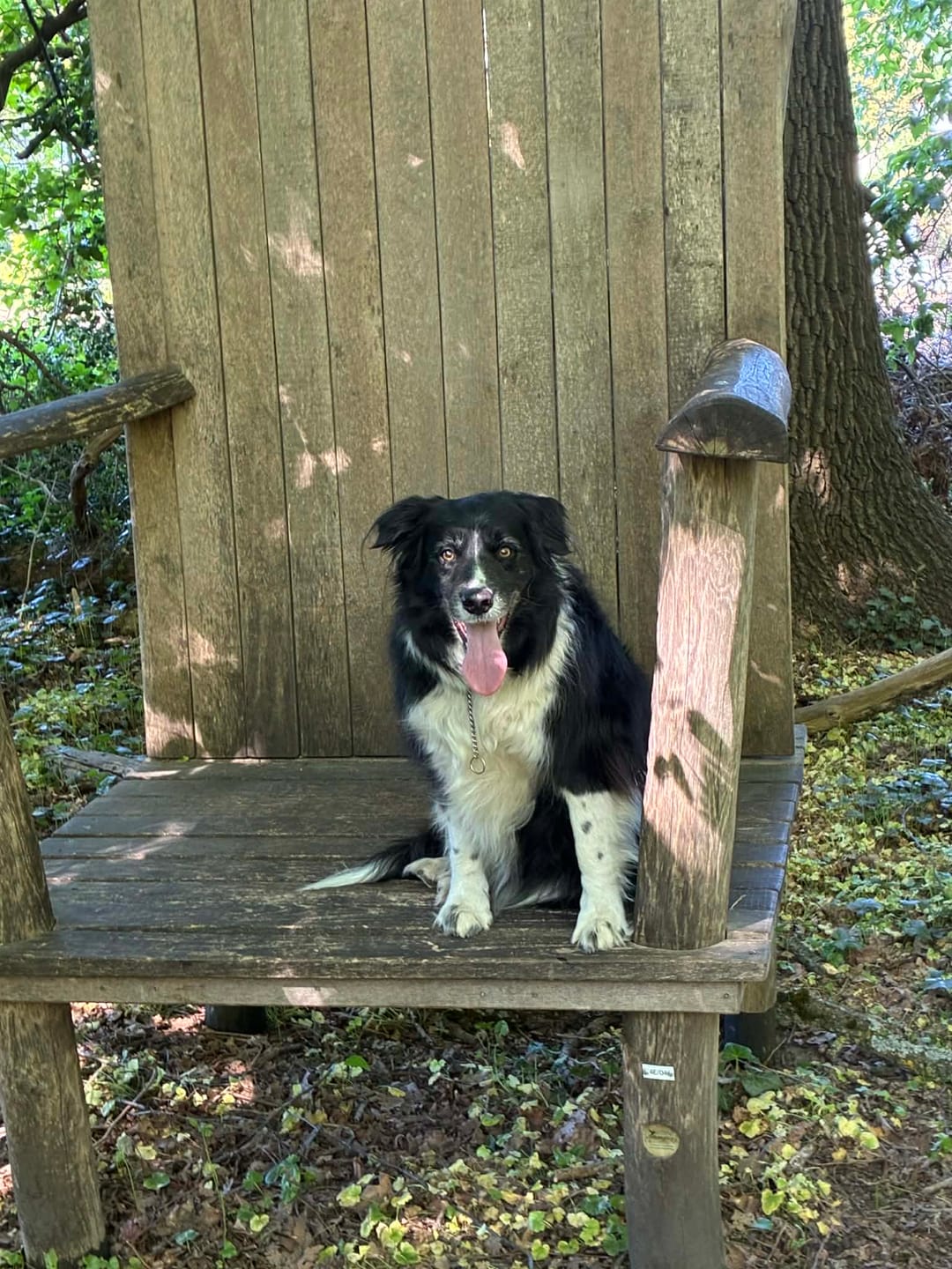Customer photo review of Beemzy Tandpoeder voor Honden