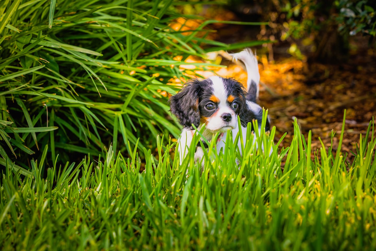 Customer photo review of Bully Stick Springs 7-8" Natural Long-Lasting Dental Dog Chews