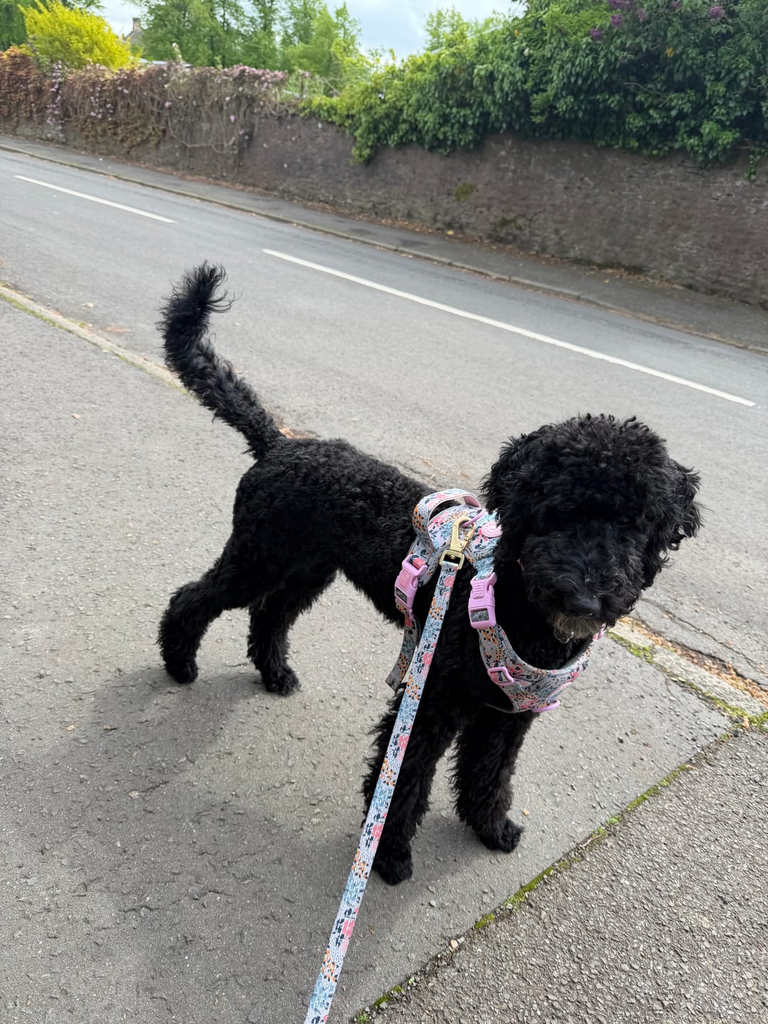 Customer photo review of Trail & Glow Dog Harness Bundle Set - Colour Drops - Spring Dreams
