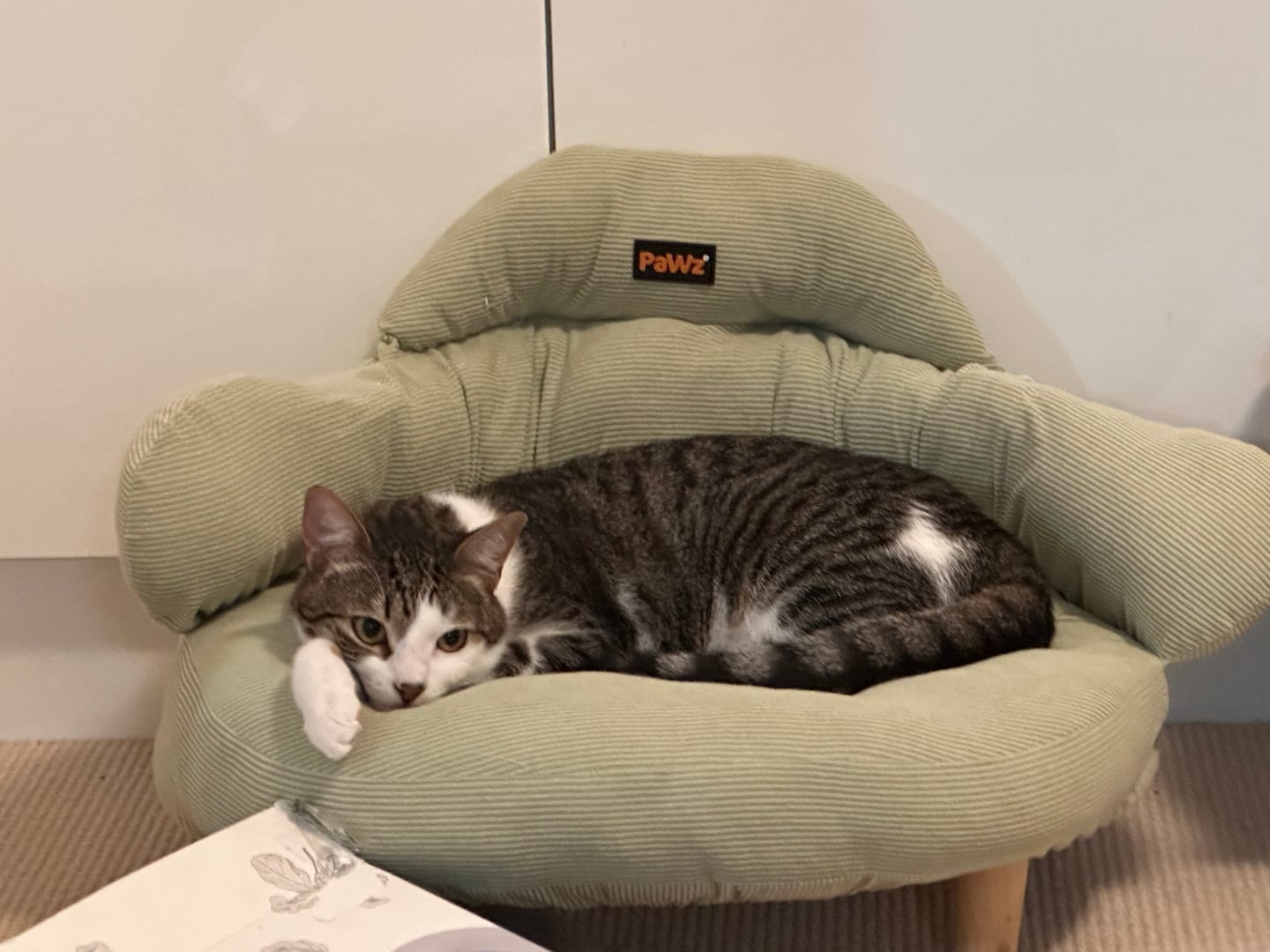 Customer photo review of CloudNest Elevated Pet Sofa Bed