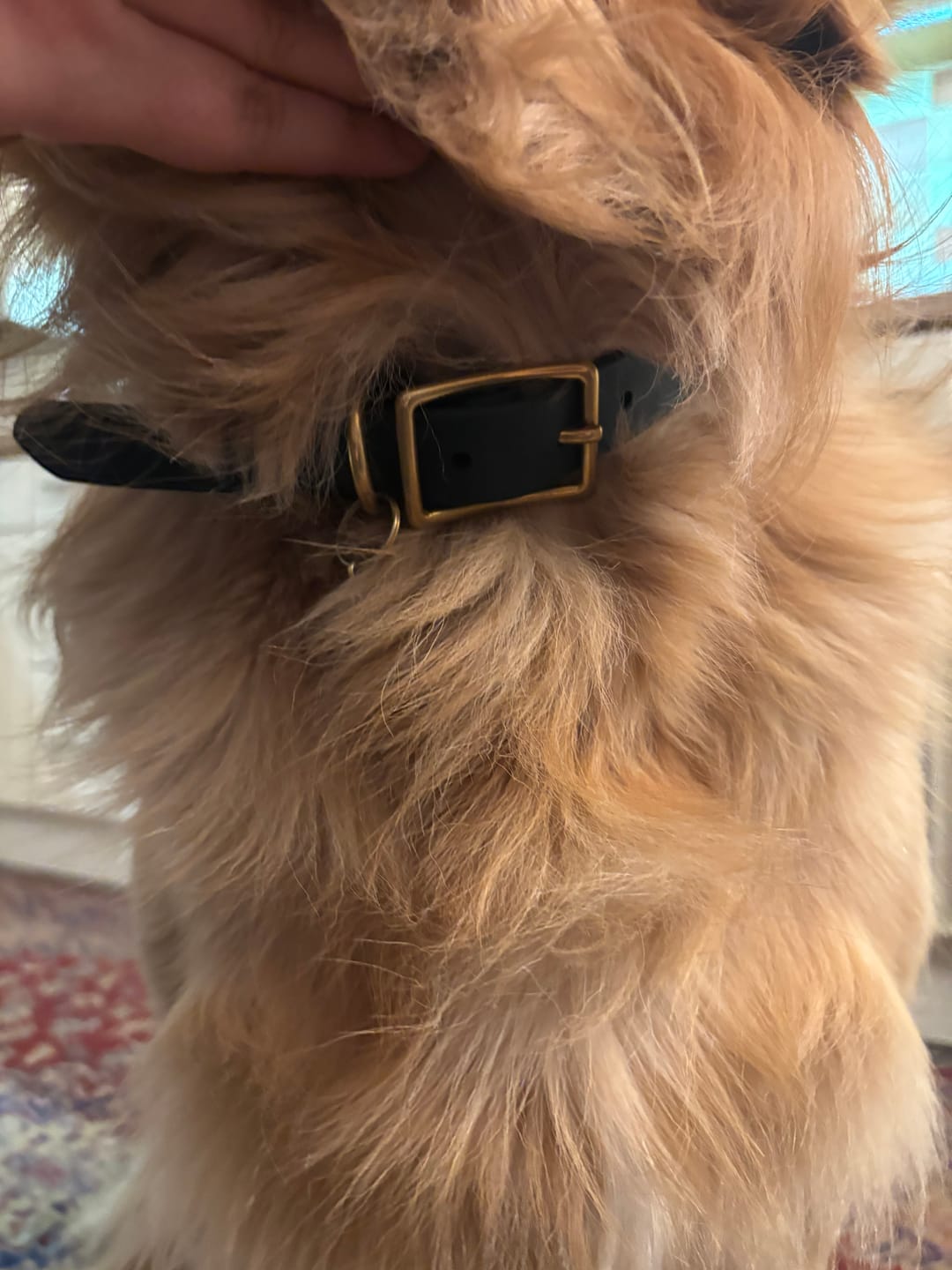 Customer photo review of Cedar - Classic Biothane Dog Collar