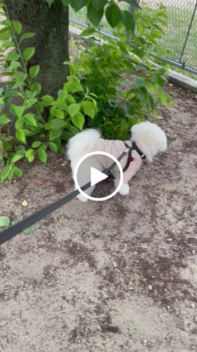 Customer video review of Chocolate┃Studio Step-In Harness
