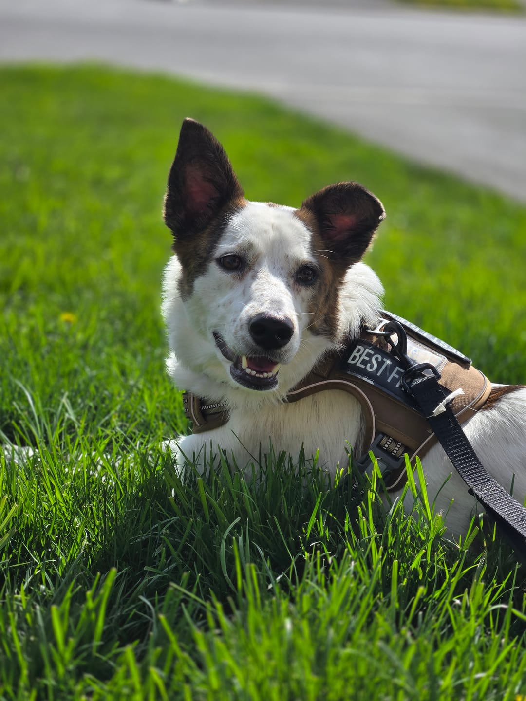 Customer photo review of 12 Inch Standard Braided Bully Stick
