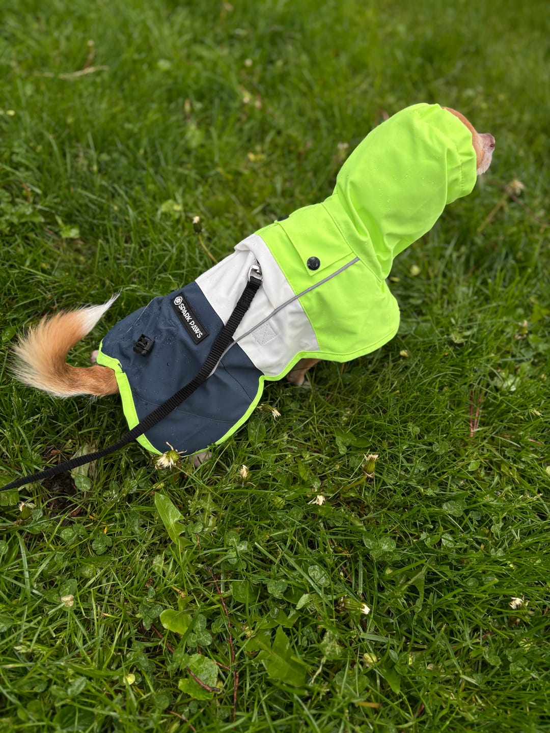 Customer photo review of Breatheshield™ Dog Raincoat  - Lime White Navy