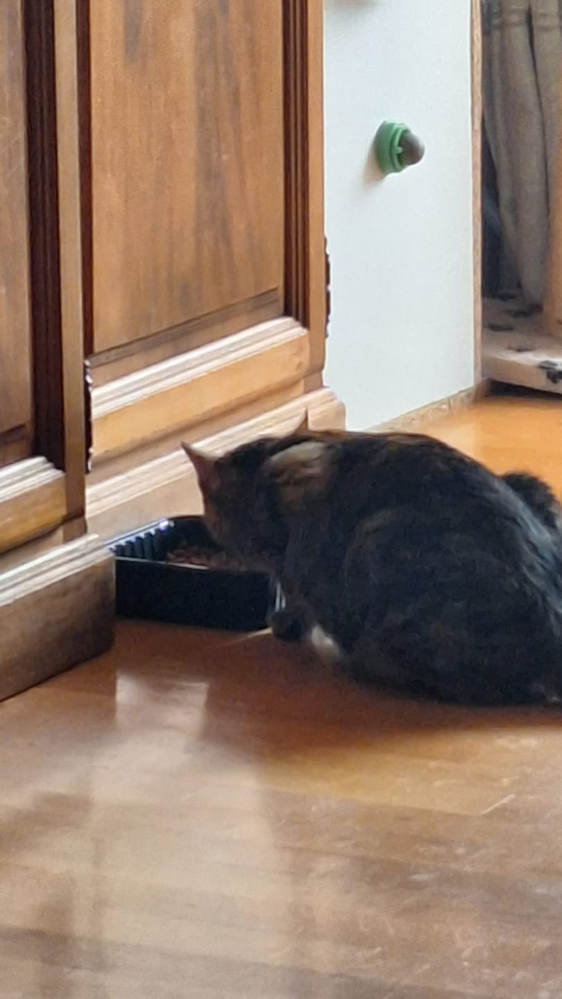 Customer photo review of Grain Free Cat Sterilized