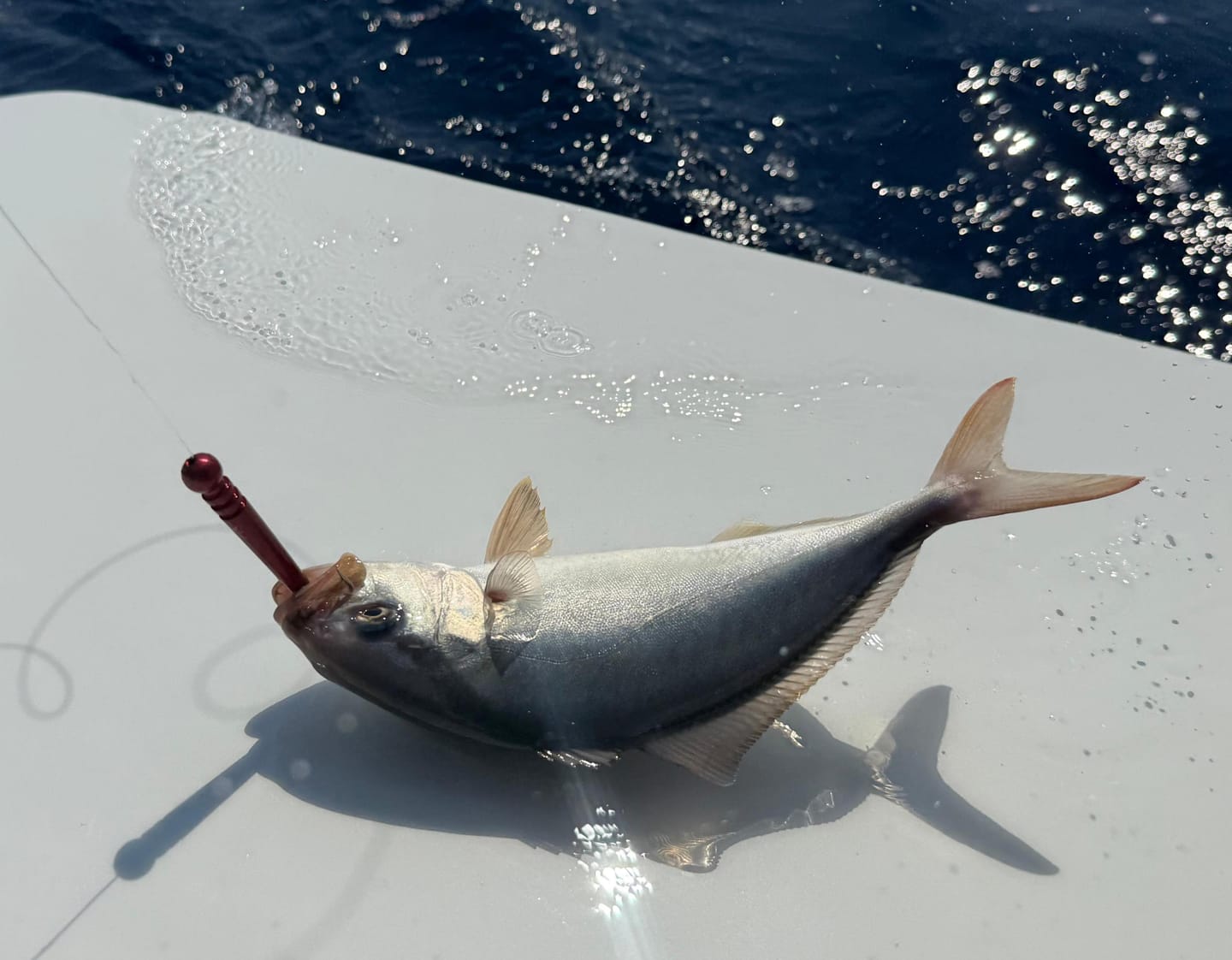 Customer photo review of Dorado Stick