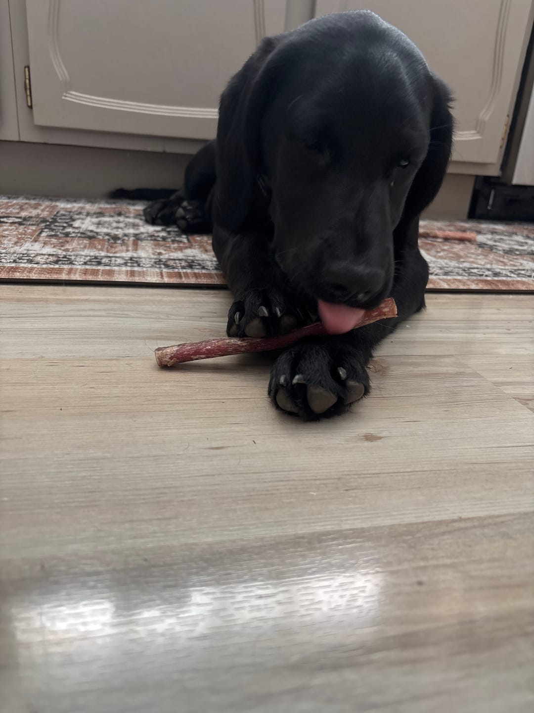 Customer photo review of 6 Inch Standard Bully Stick