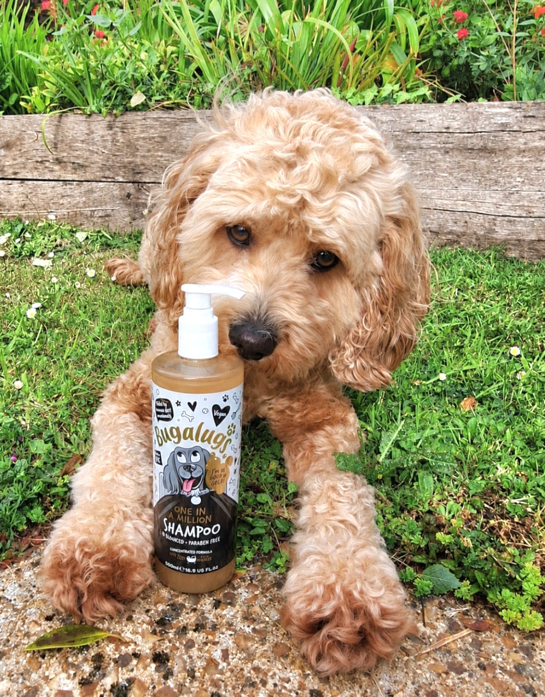 Customer photo review of One in a Million Dog Shampoo