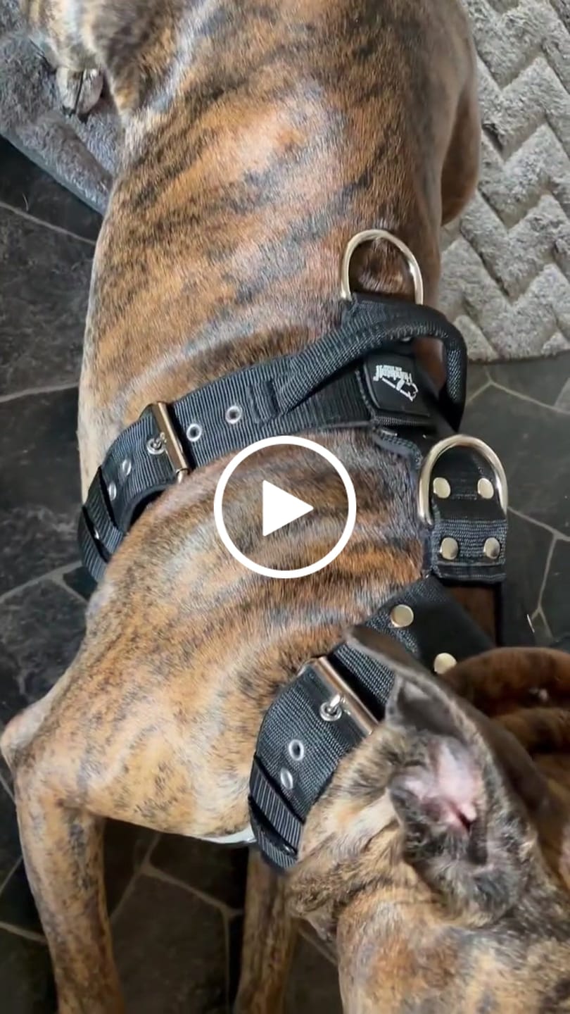 Customer video review of Hundsele med namn