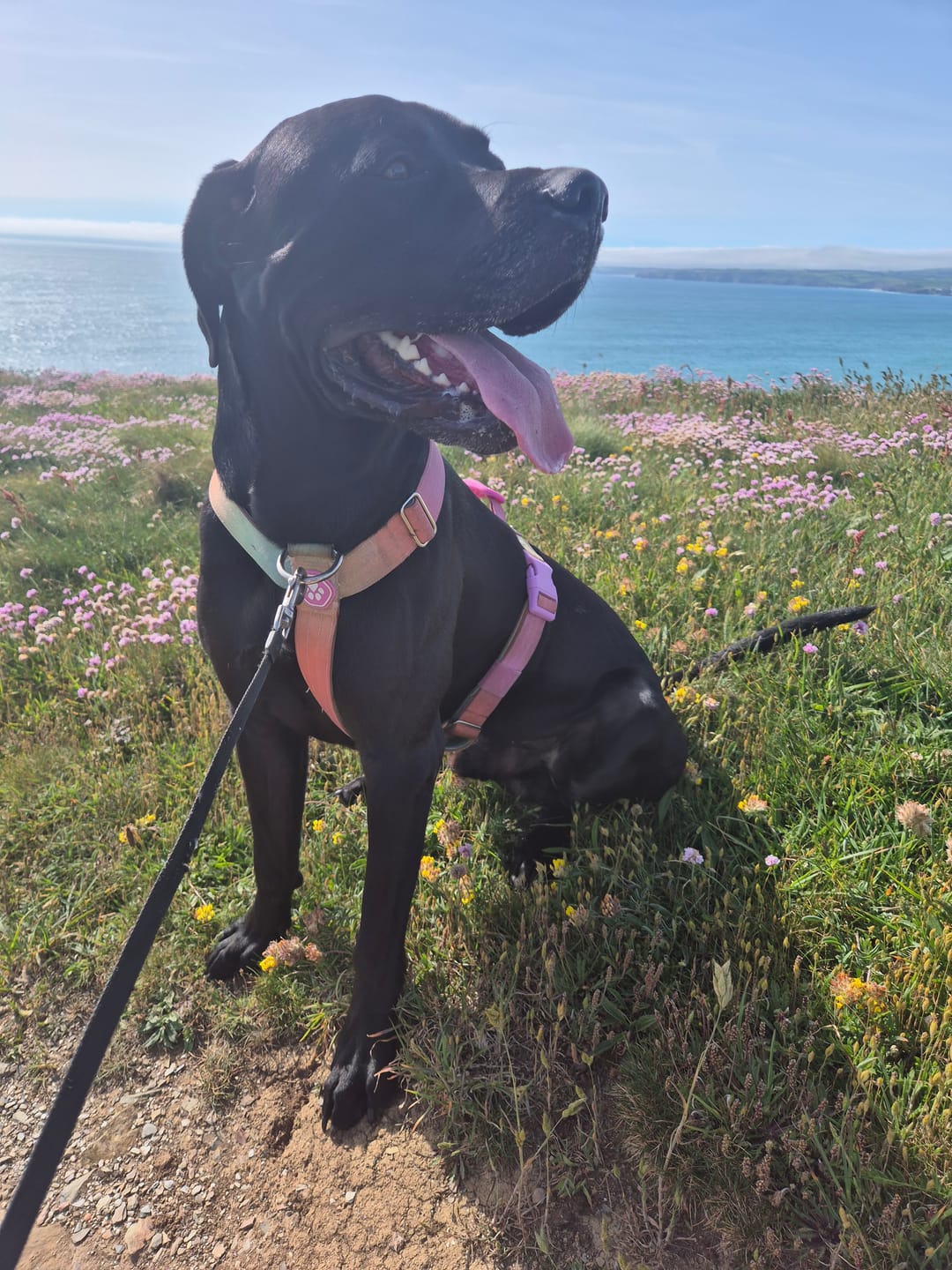 Customer photo review of Comfort Control No-Pull Dog Harness Set - Pastel Icing