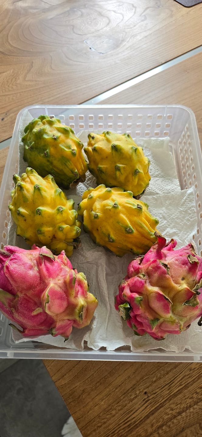 Customer photo review of Drachenfrüchte Mix gelb & rot Box 2kg Aktionspreis %