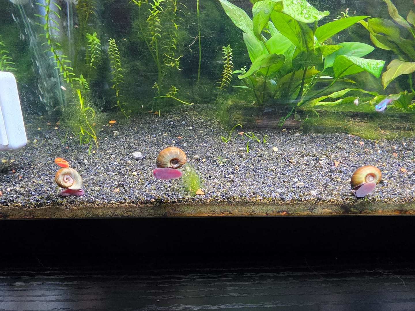 Customer photo review of RAMSHORN SNAILS (ASSORTED BLUE, PINK,GREY,GOLD)