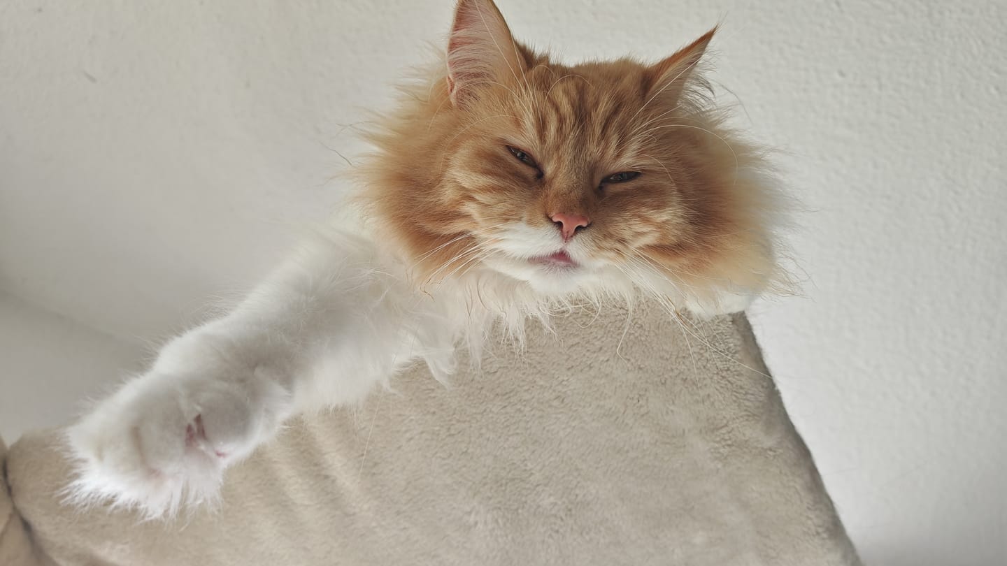 Customer photo review of Katzenklo Schaufel