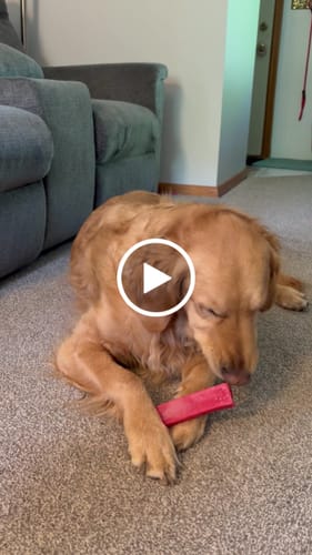 Customer video review of Long-Lasting Yak Chews — 6 Flavor Pack