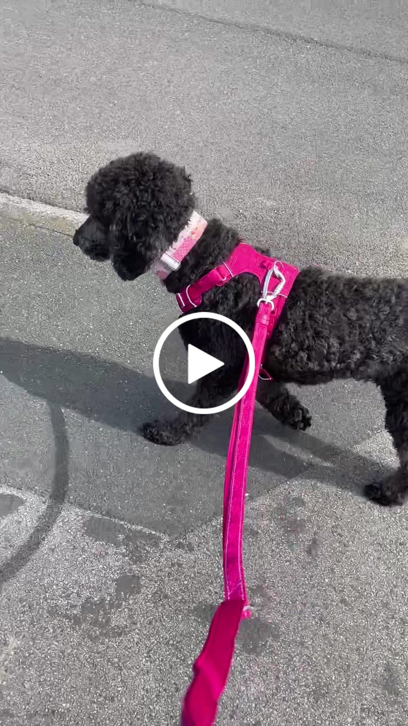 Customer video review of Multi-Way Lead