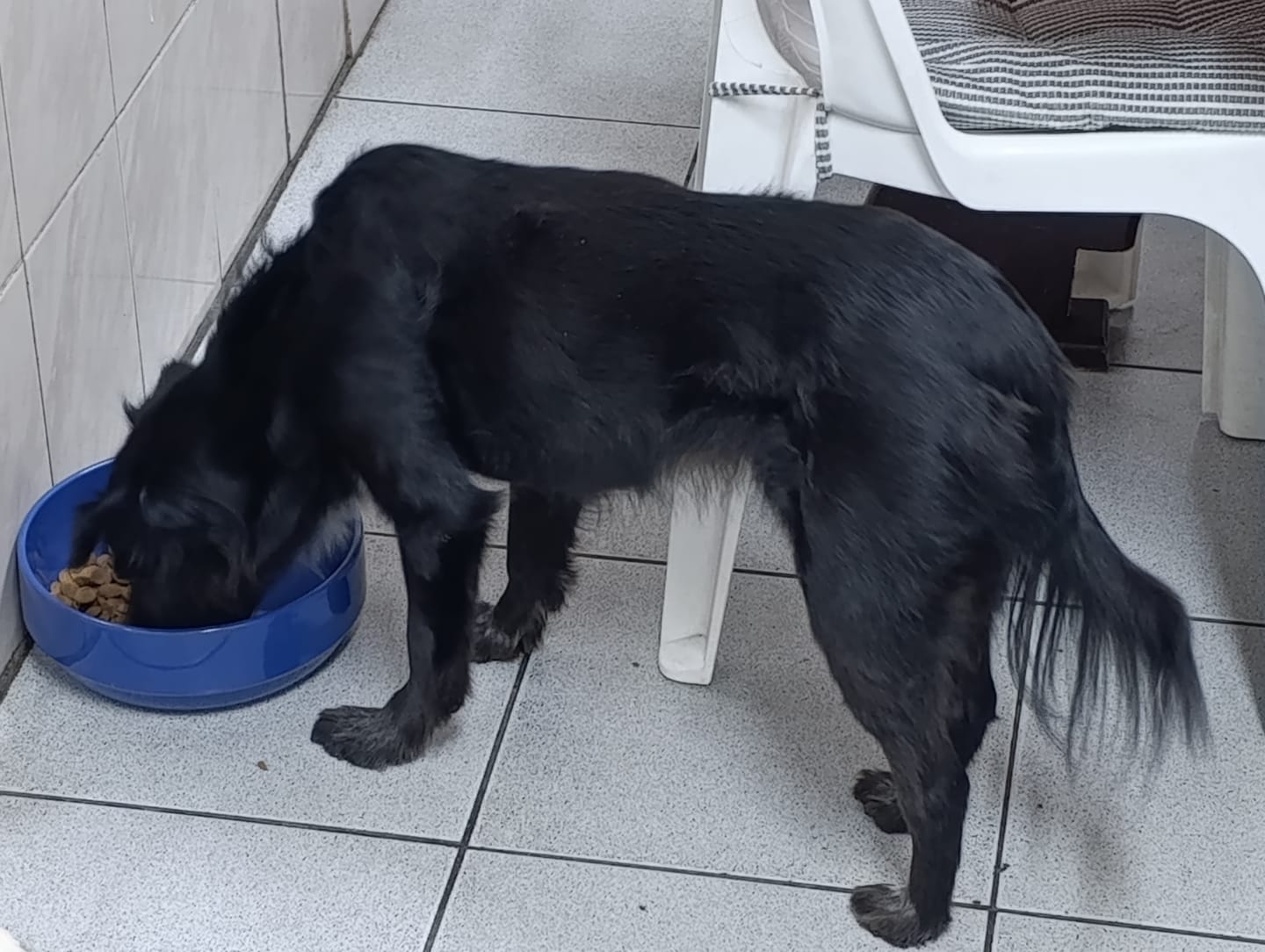 Customer photo review of PetFamily Foods Grain Free
