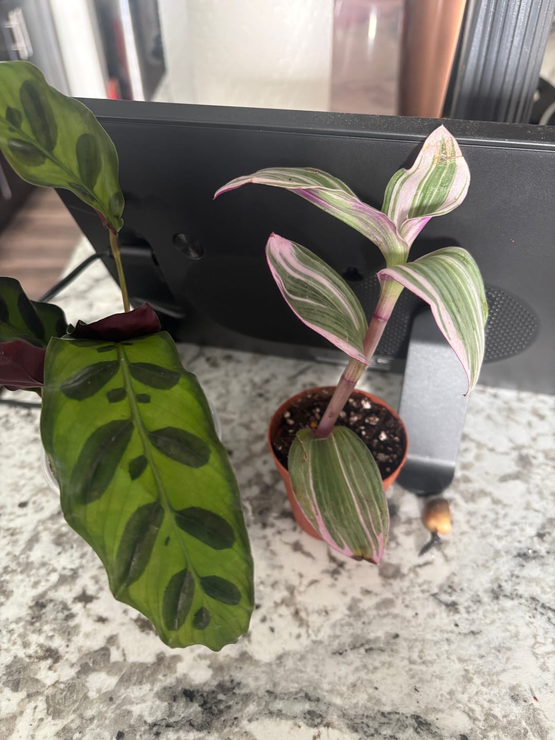 Customer photo review of Rare Tradescantia Nanouk Lilac Plant | Rare Tradescantia Pot | Rare Pink Wandering Jew | Easy care hardy indoor houseplant in a nursery pot