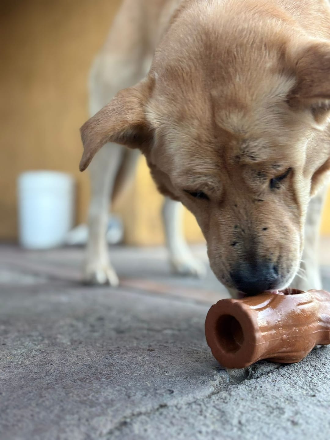 Customer photo review of Tronco Mágico — Calma congelable para perros que no paran